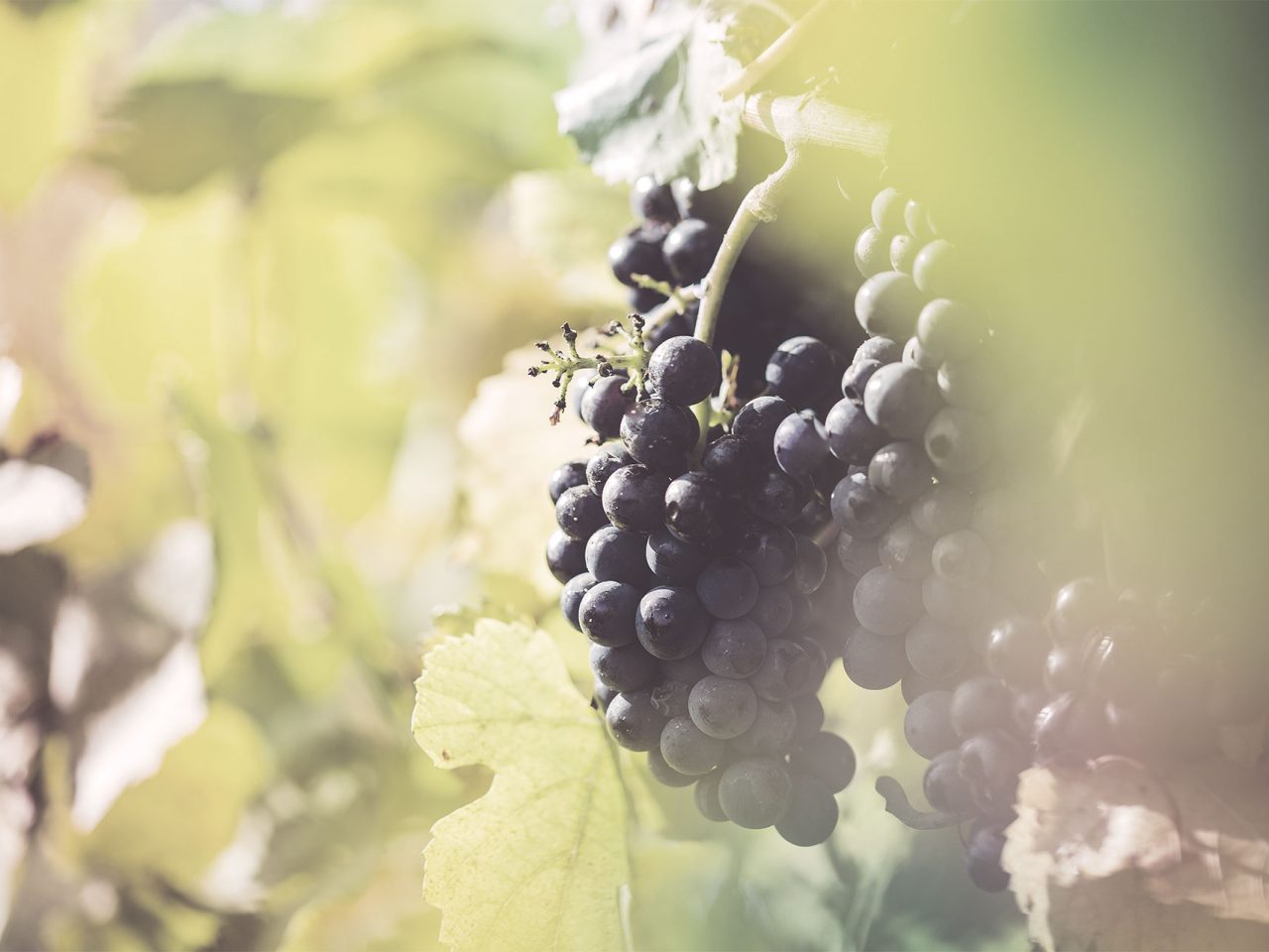 Linguini: Fantastic Restaurant WordPress Theme